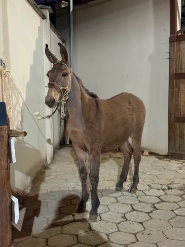 Avenda burro filho de égua MM em jumento pega !