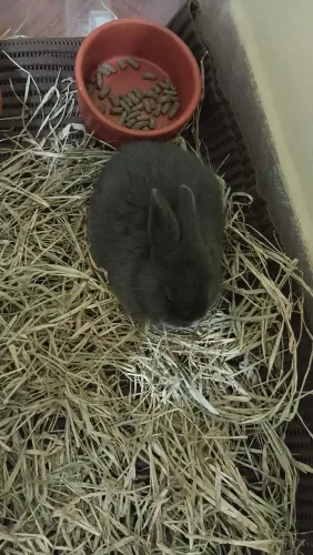 Netherland Dwarf (anão holandês)