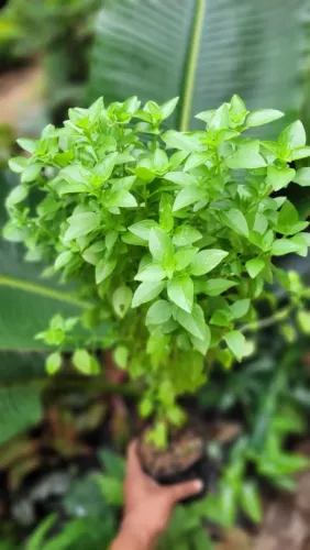 Plantas Aromáticas, Alecrim, Manjericão, Arruda, Manjerona, Macassar, e lavanda