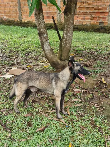 Padreador Belga Malinois