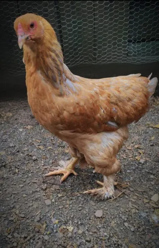 Lote de Brahma barato
