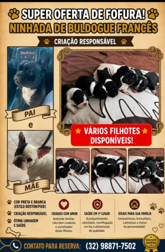 Filhotes