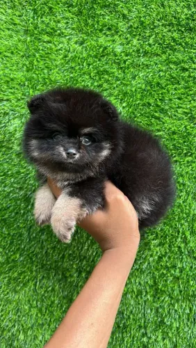 Lulu da Pomerânia 