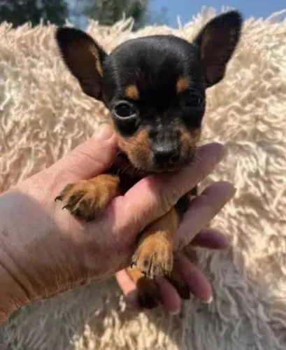 Pinscher machinhos micros