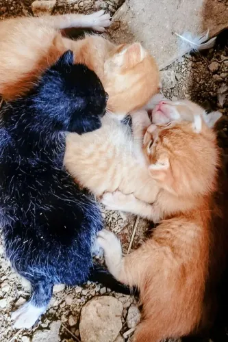 Gatinhos para adoção