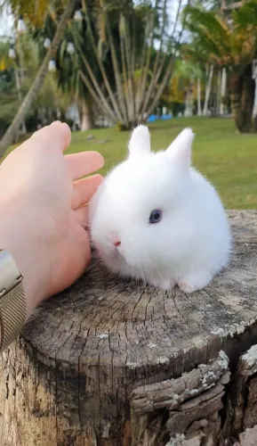 Mini coelho medeirinhos Balneário Piçarras