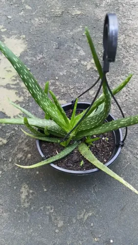 Plantas pendentes 