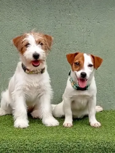 Jack Russel terrier macho e fêmea filhotes