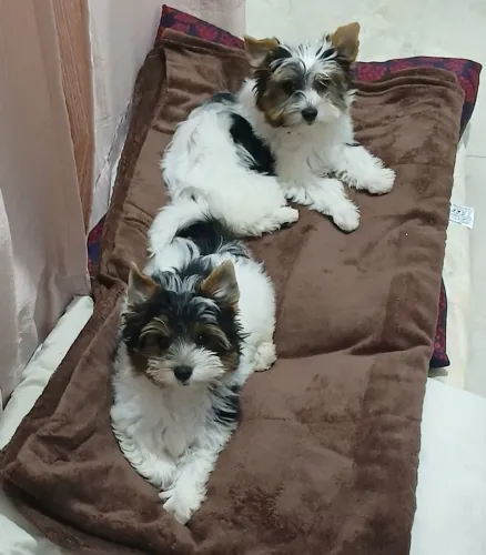 Vendo casal de york biewer 3 mil casal