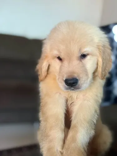 Lindos filhotes de Golden retriever