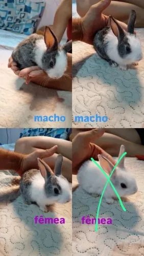 filhotes de chinchila