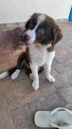 Border collie fêmea