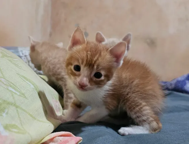 Gatinhos para Adoção! 3 Filhotes Laranjinhas e Bege Disponíveis ?