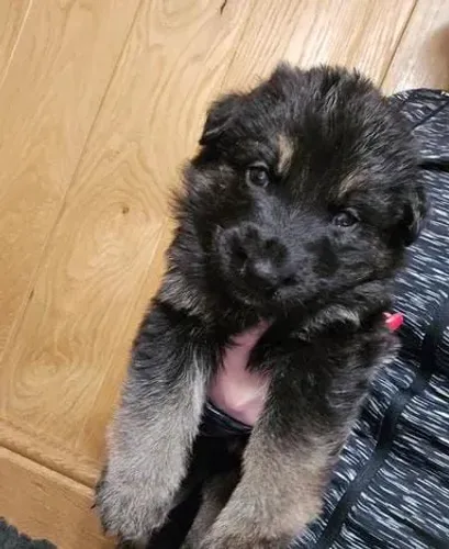 Pastor alemão pedigree opcional