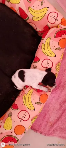 Pets