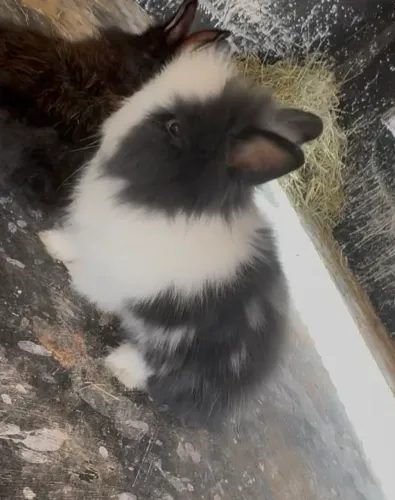 Vendo filhotes de mini coelho
