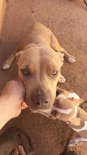 Filhotes de pit bull