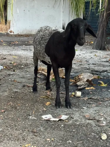 Ovelha Mojada Disponível