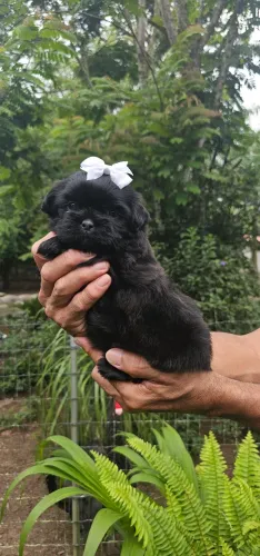 Shih-tzu PRETA SOLIDA - Top com pedigree