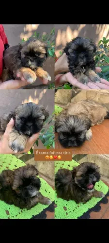 Shih tzu Mini , Filhotes Tricolores Fêmeas e Macho 