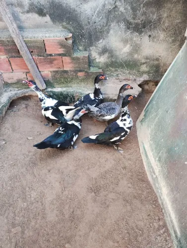 5 patos á venda