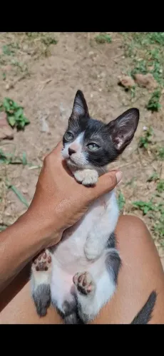 Gatinho frajola 1 mês e meio