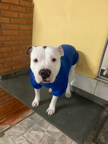 Doação de Pet