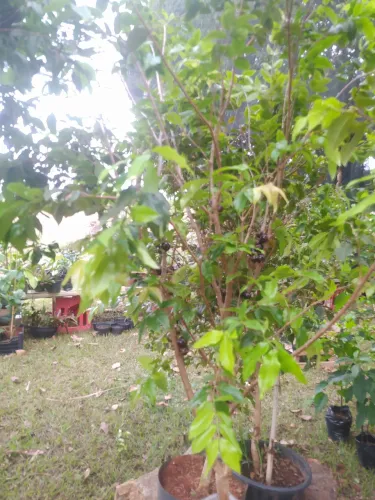 Jaboticaba olho de boi produzindo