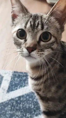 Doação de gato filhote