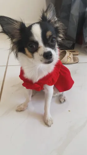 Procuro chihuahua macho para cruzar