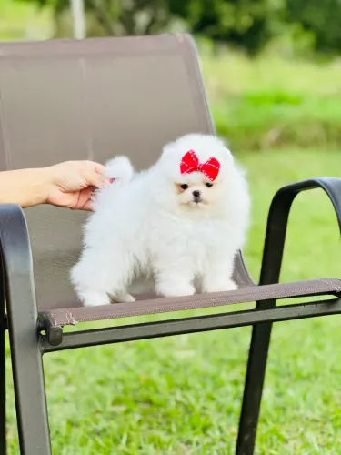 LULU DA POMERÂNIA ALTO PADRÃO 