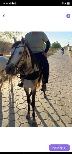 Cavalos disponíveis em Mossoró 