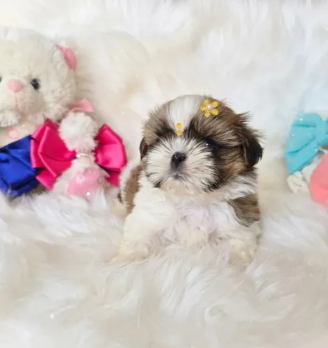 Shih tzu 