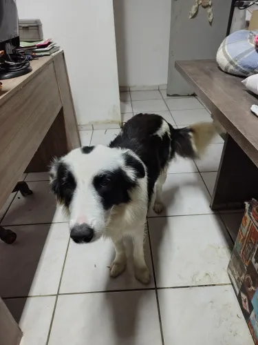 Doação Border Collie