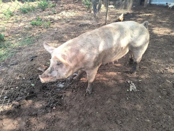 Porca Pietran 