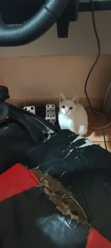 Doa-se gatos