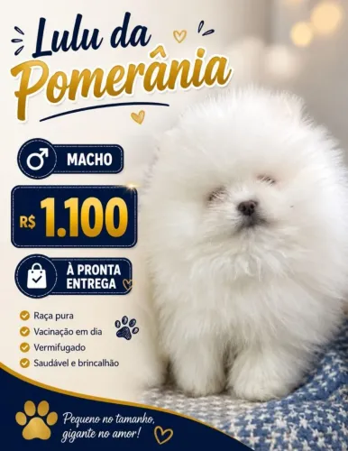 LULU DA POMERANIA 