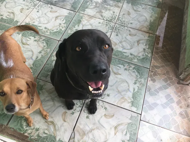 Doação consciente, lindo labrador, bem cuidado, bom para chácara motivo mudança 