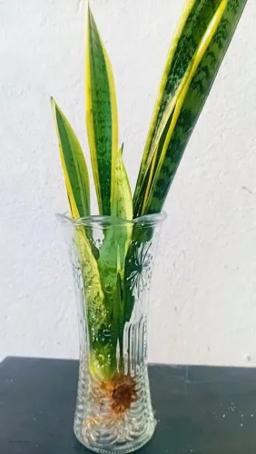 Espada de São Jorge mudas várias cores 