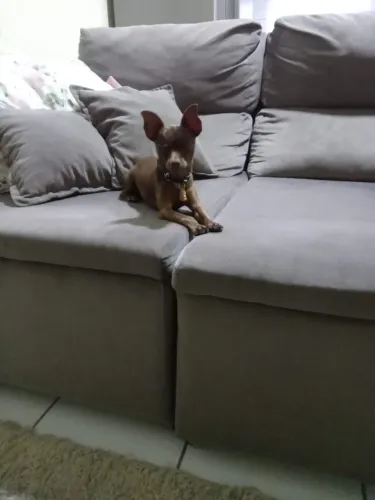 Pinscher macho puro