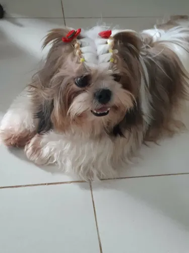 Vendo ? Raça Shitzu
