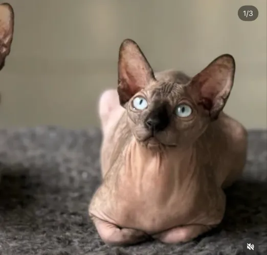 Casal Sphynx jovens