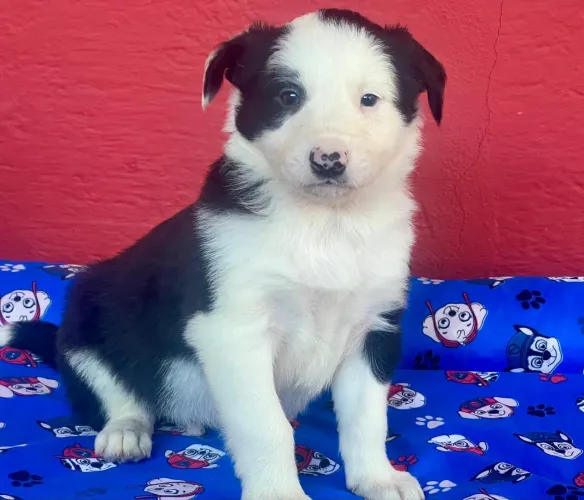 A raça mais inteligente: macho border collie 