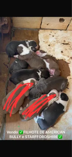 Filhote de Pitbull AMERICAN BULLY com STARFFORDSHIRE