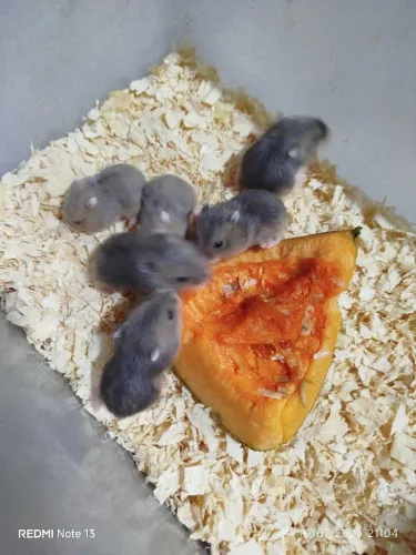 Hamster russo