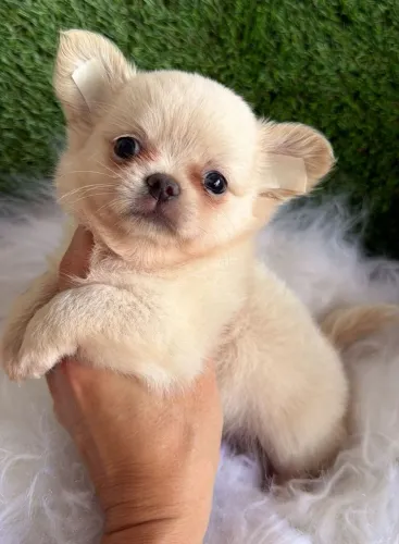 Chihuahua com pedigree. Descubra o companheiro perfeito!