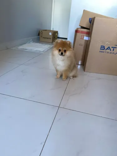 Filhote spitz anão com pedigree