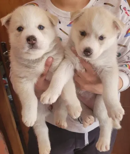 Husky Siberiano,Husky Siberiano Filhote Top Padrão da Raça