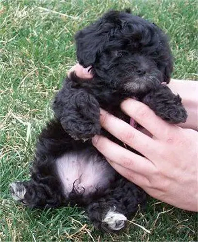 Poodle micro toy
