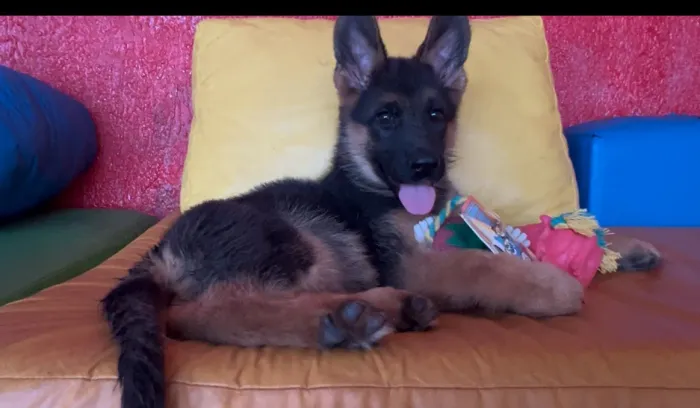 Femeazinha pastor alemão capa preta com pedigree 